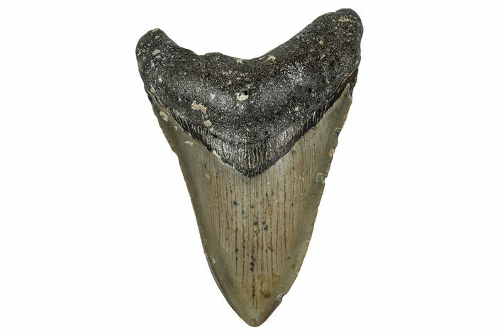 Fossil Megalodon Tooth - North Carolina #355735